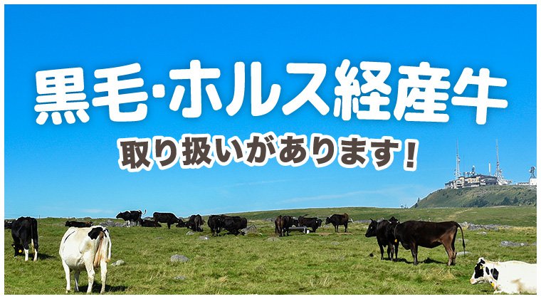 黒毛・ホルス経産牛
